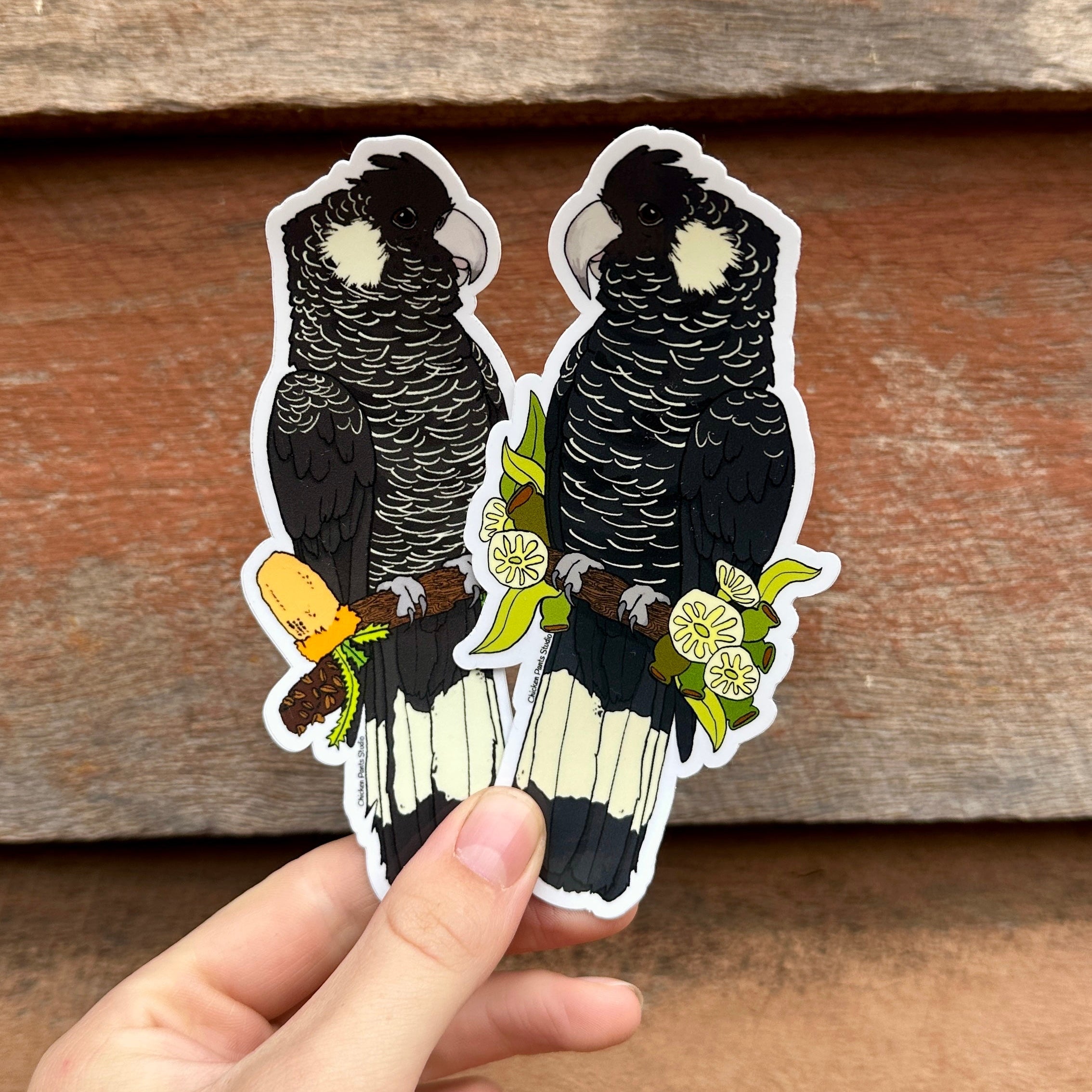 Sticker: Baudin's Black Cockatoo