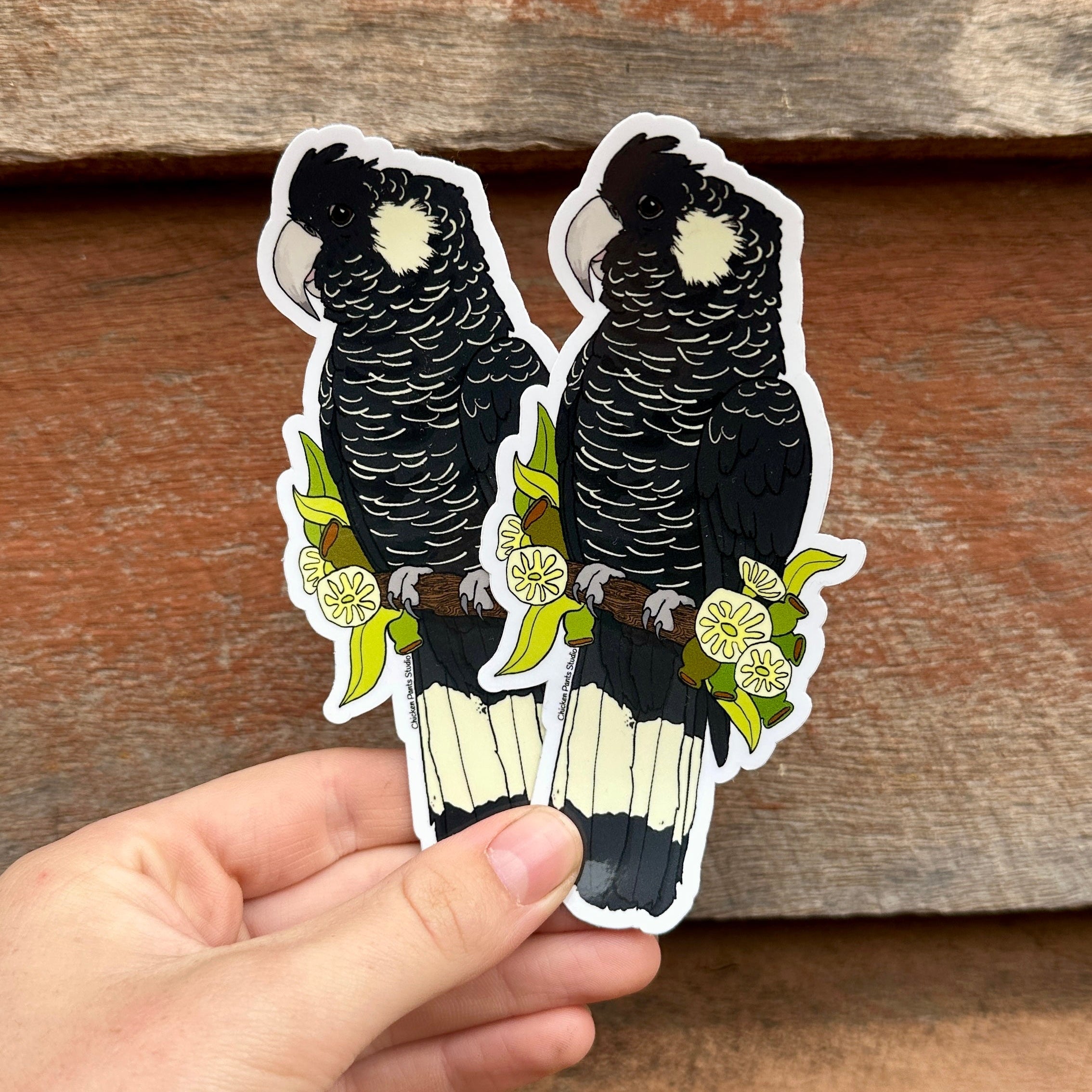 Sticker: Baudin's Black Cockatoo