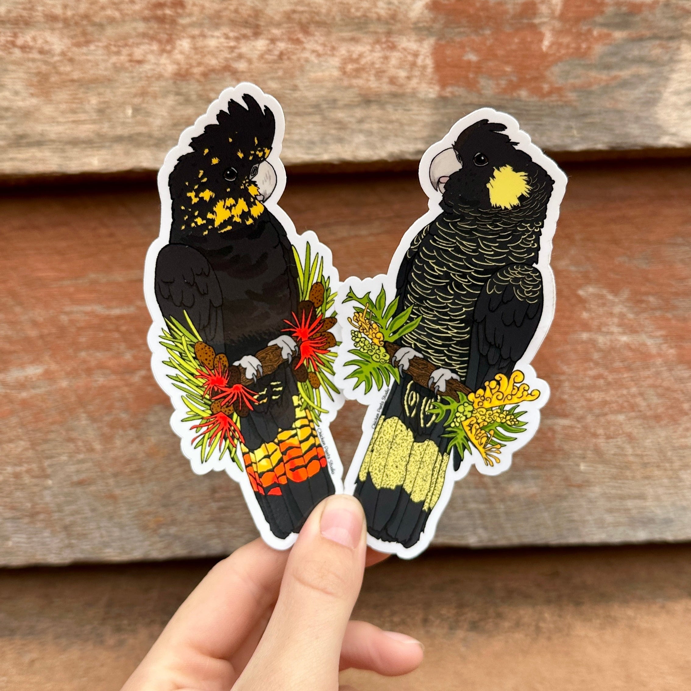 Sticker: Glossy Black Cockatoo