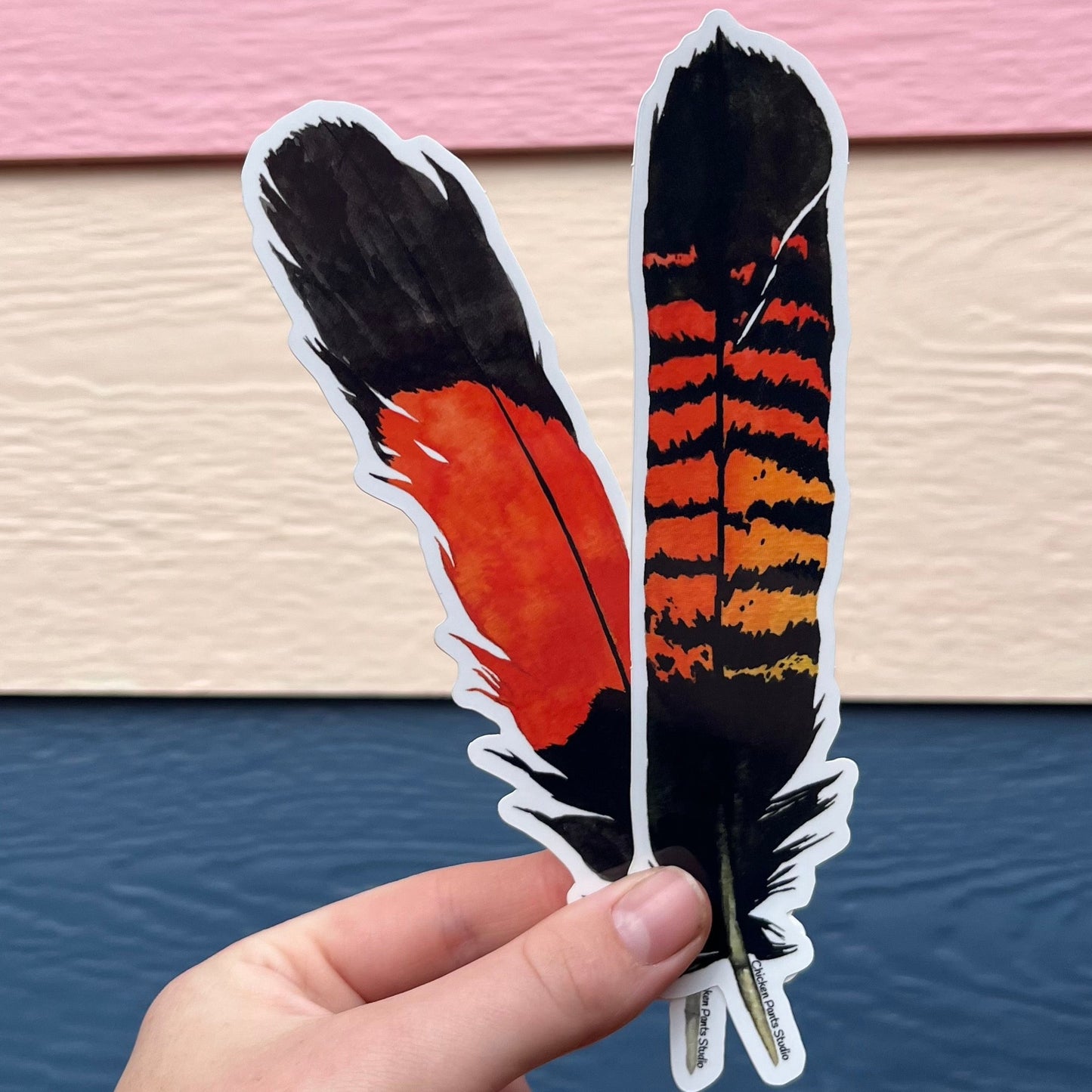 Sticker: Male RTBC Feather