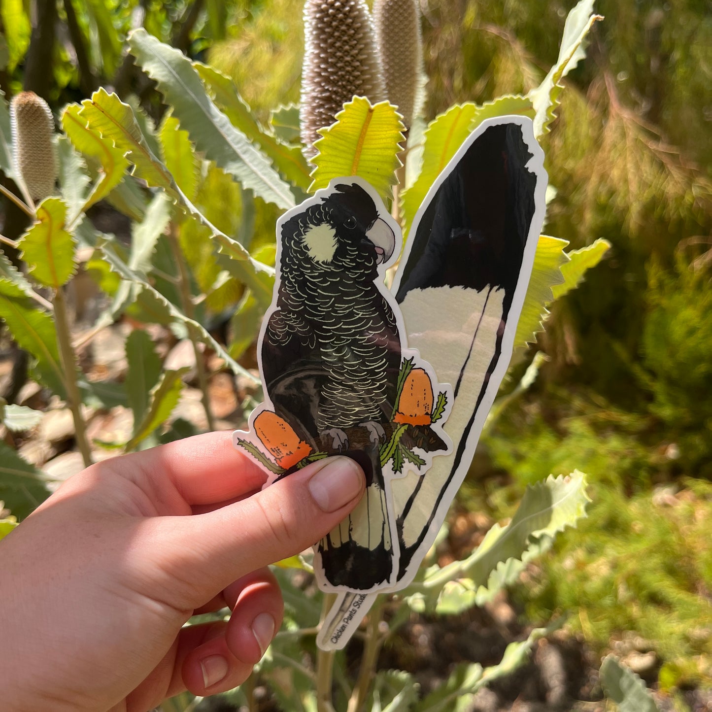 Sticker: Carnaby's Black Cockatoo