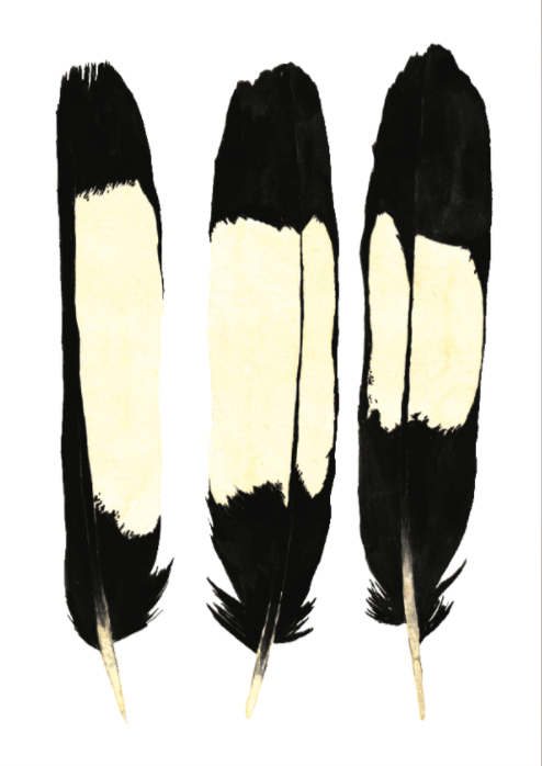 Carnaby's Black Cockatoo Feathers A4 Print