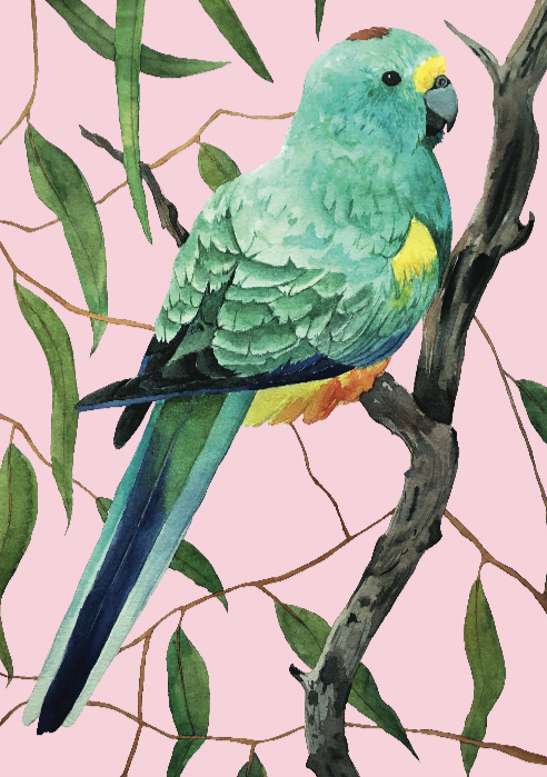 A4 Print: Mulga Parrot