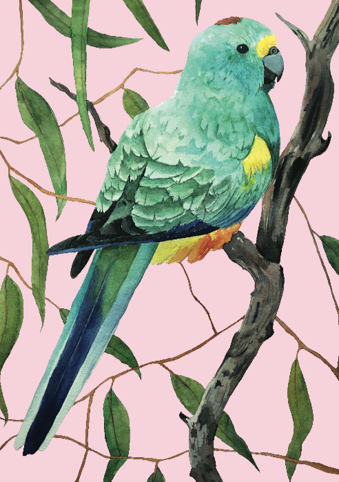 Mulga Parrot A4 Print