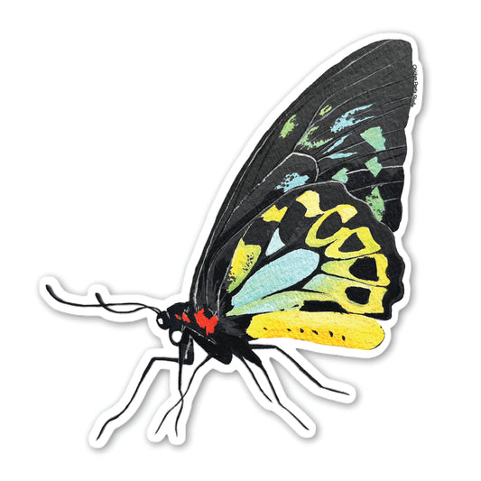 Cairns Birdwing Butterfly Sticker