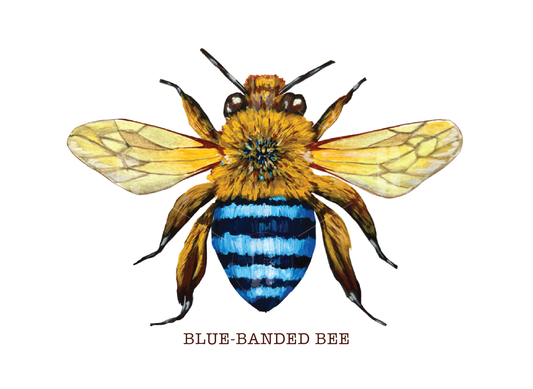Blue-Banded Bee A5 Print
