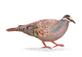 A5 Print Bronzewing Pigeon