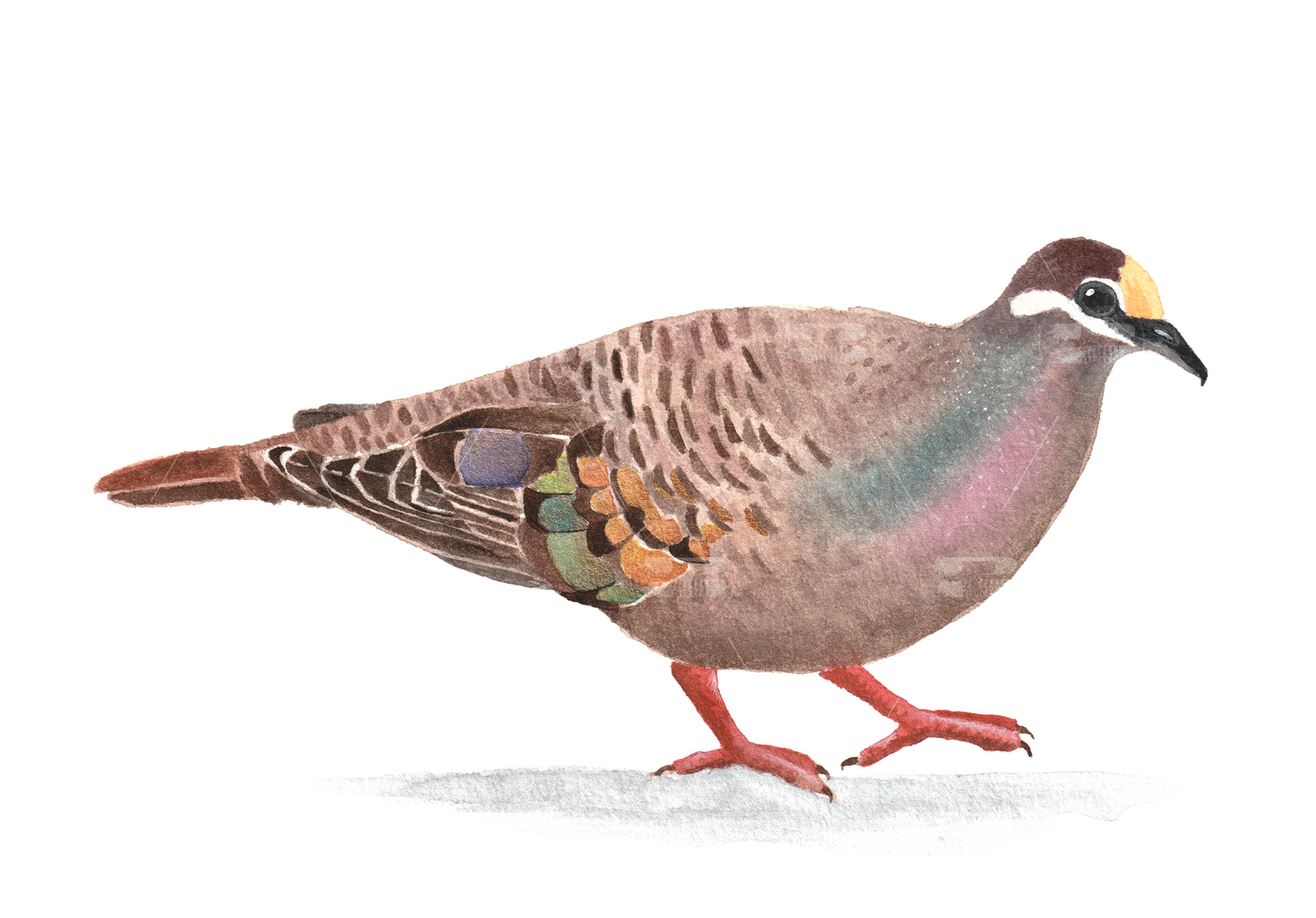 A5 Print Bronzewing Pigeon