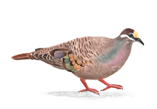 Bronzewing Pigeon A5 Print