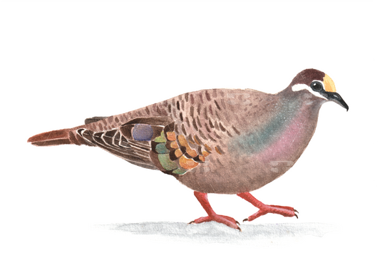 A5 Print Bronzewing Pigeon