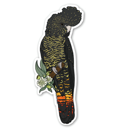 Female Red-Tailed Black Cockatoo Sticker