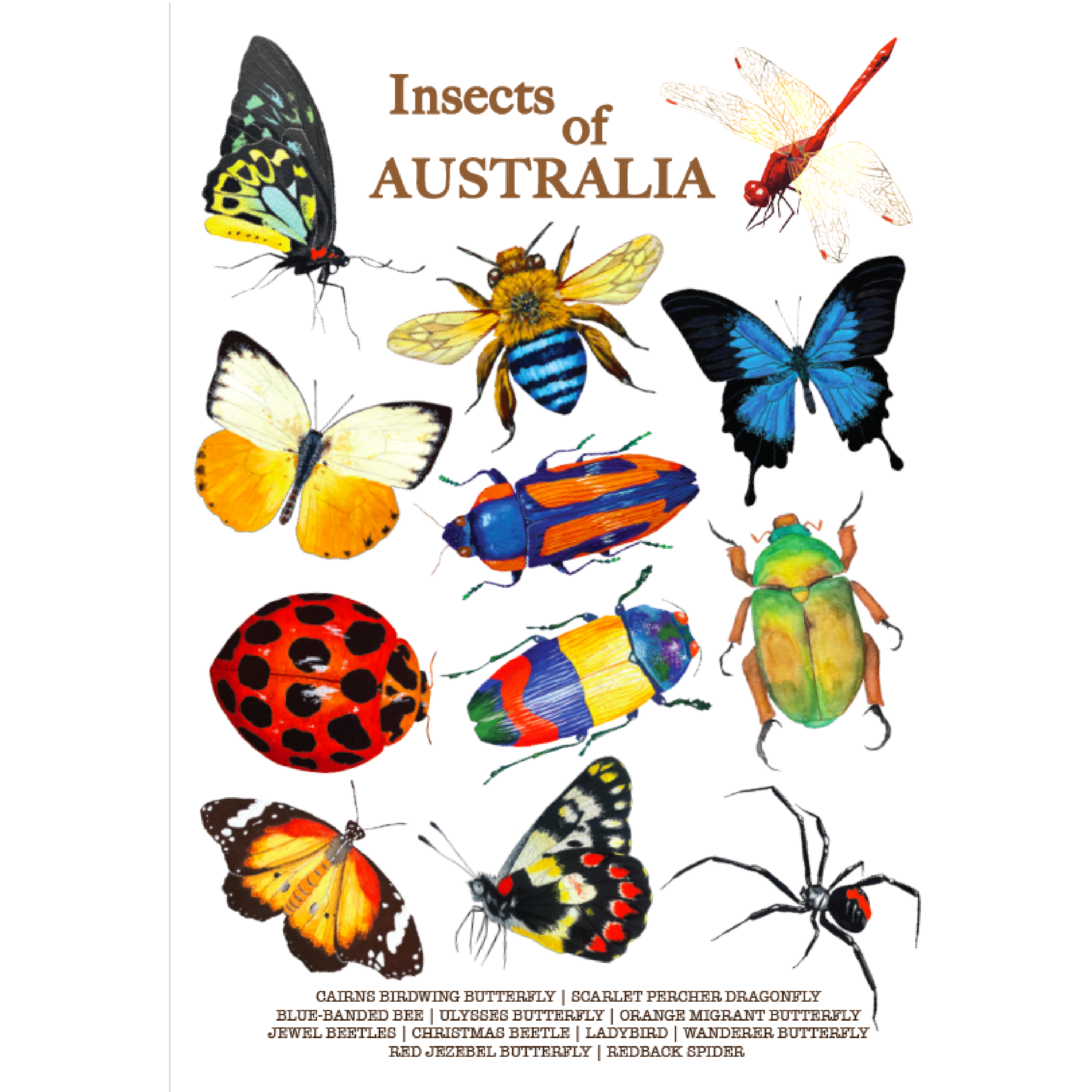 A4 Print: Insects – Chicken Pants Studio