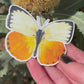 Sticker: Migrant Butterfly