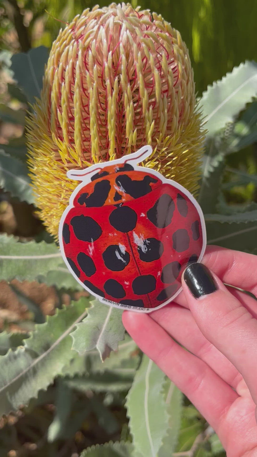 Sticker: Ladybird