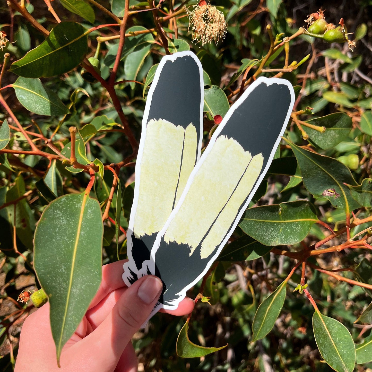 Sticker: Carnaby's Black Cockatoo Feather