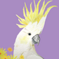 Sketchbook: Sulphur-Crested Cockatoo