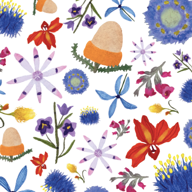 Sketchbook: Wheatbelt Wildflowers