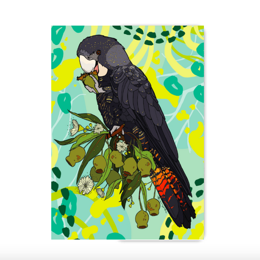 Female Red-Tail Black Cockatoo II Sketchbook