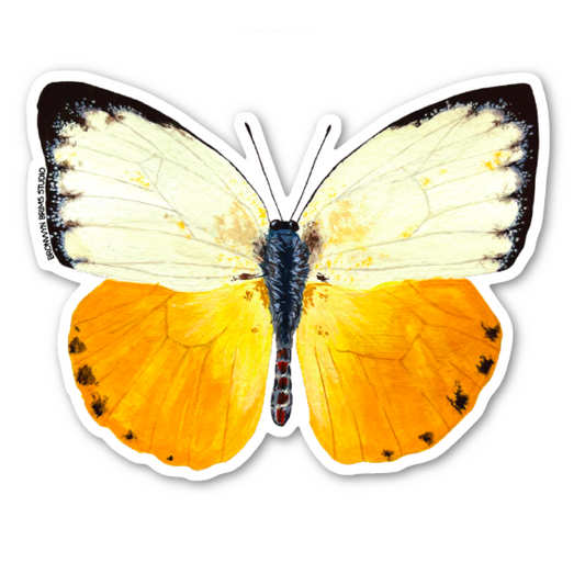 Orange Migrant Butterfly Sticker